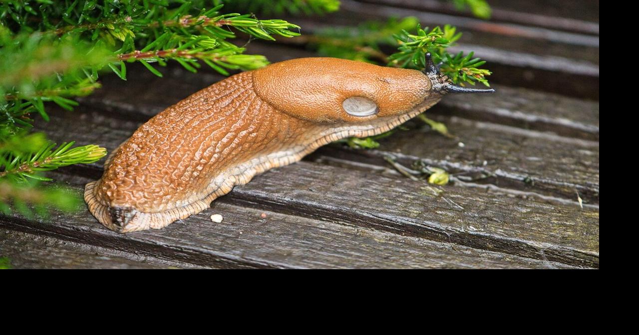How to keep slugs out of SW WA gardens