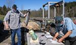 Study finds Chinook salmon are returning to rivers younger than before, re-sparking debate on fish management
