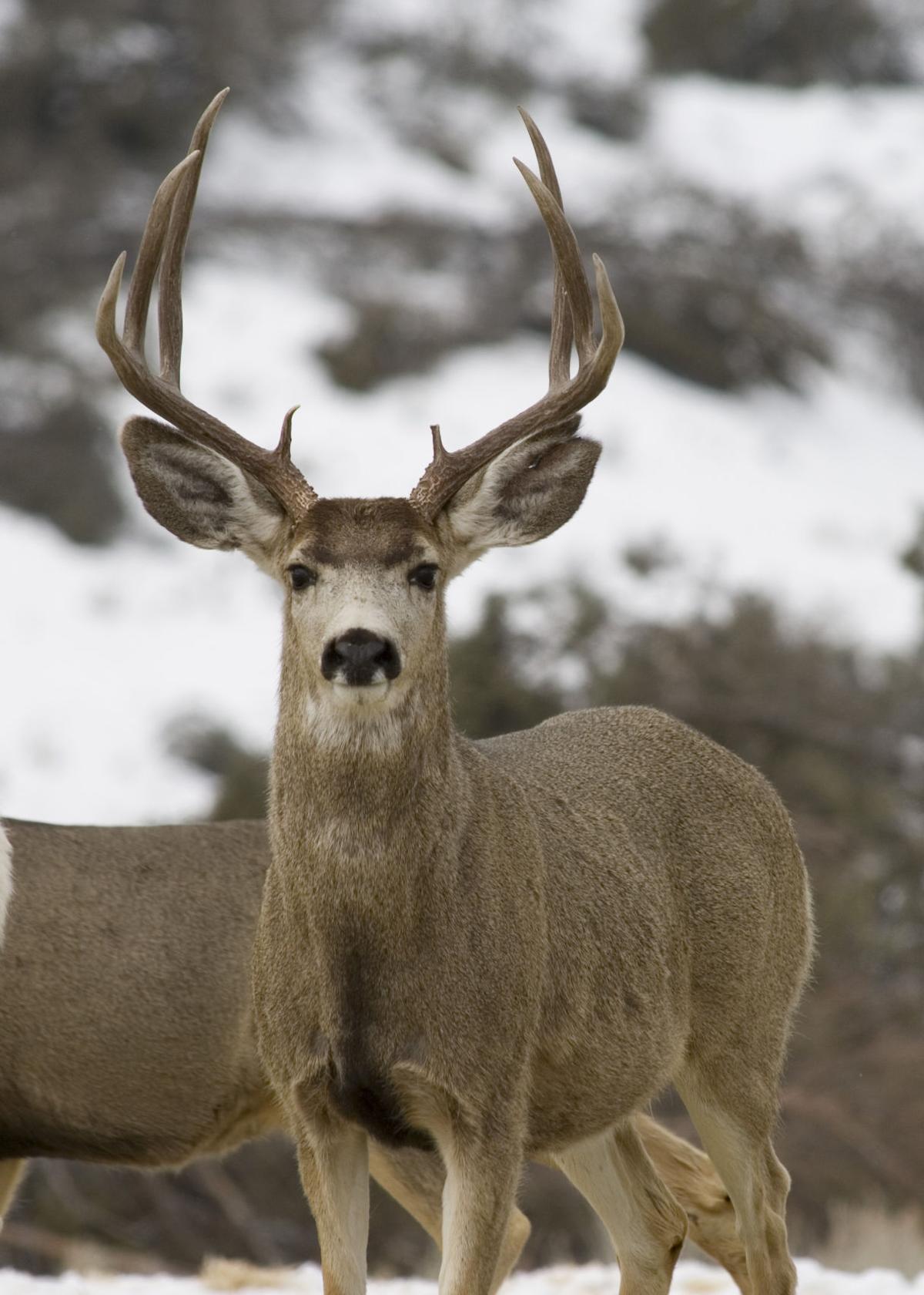 In the Woods: Surge in Idaho's deer population