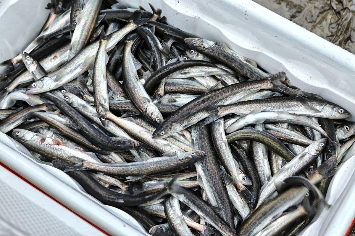 One-day smelt season nets more than 160 violations