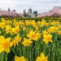 Plant spring-blooming bulbs in fall for years of low-maintenance color in OR, WA