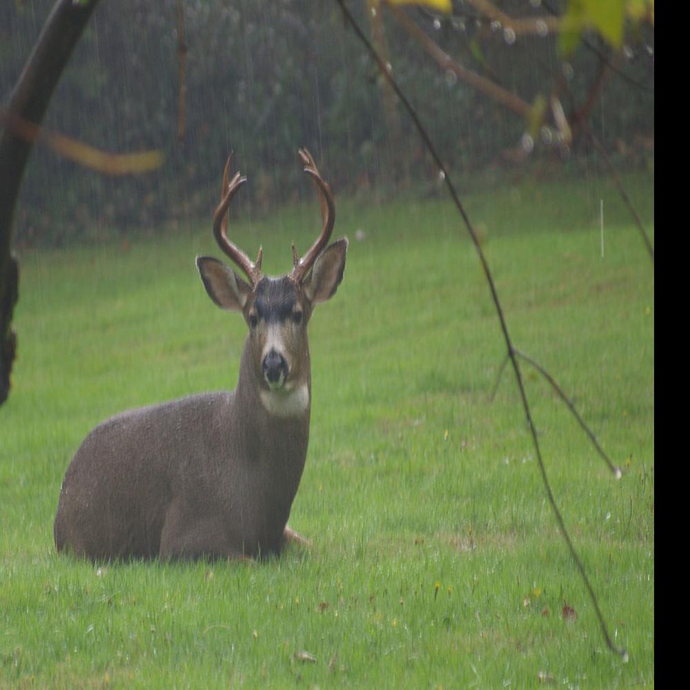 Tactics For Hunting Blacktail Deer Lifestyles Tdn Com
