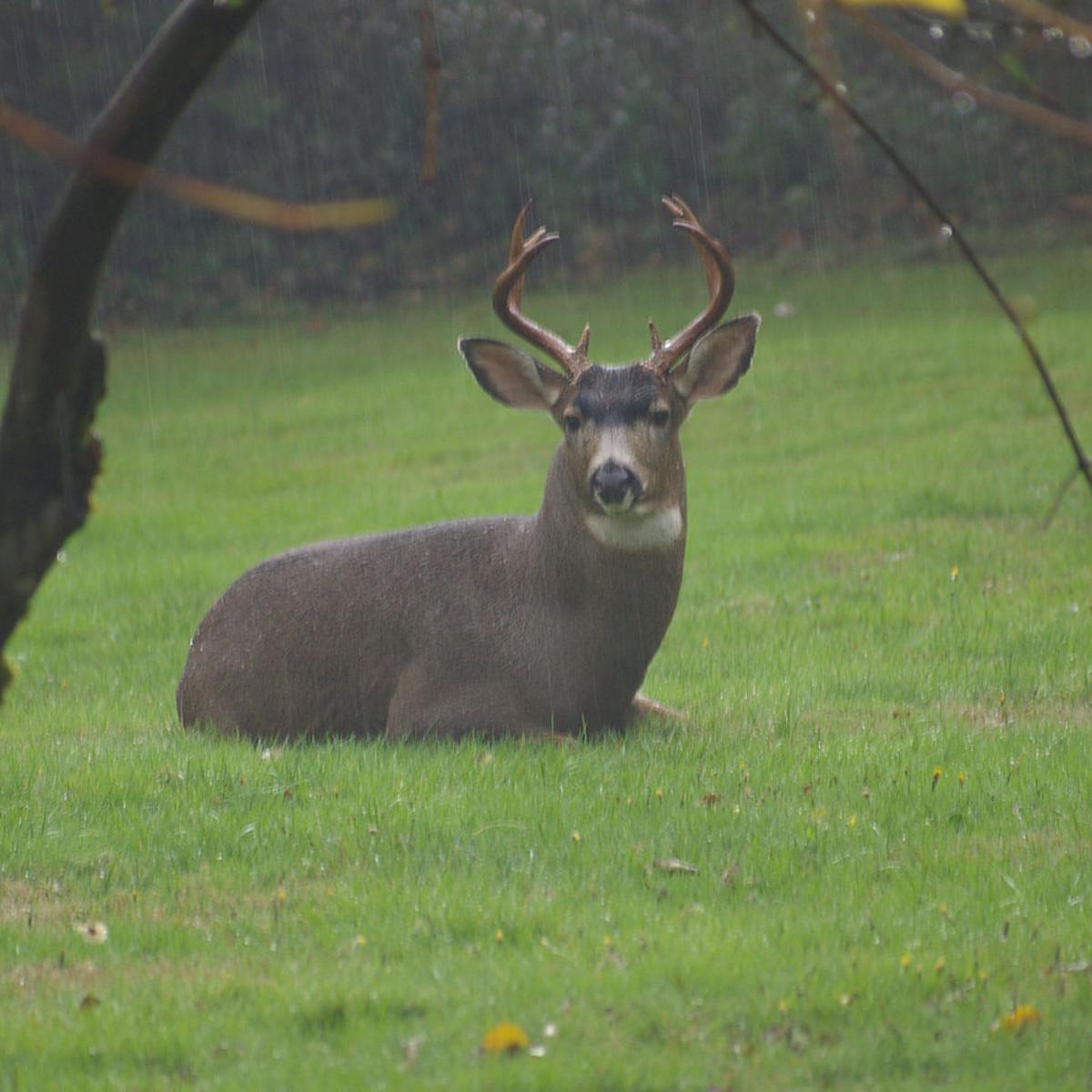 Tactics For Hunting Blacktail Deer Lifestyles Tdn Com