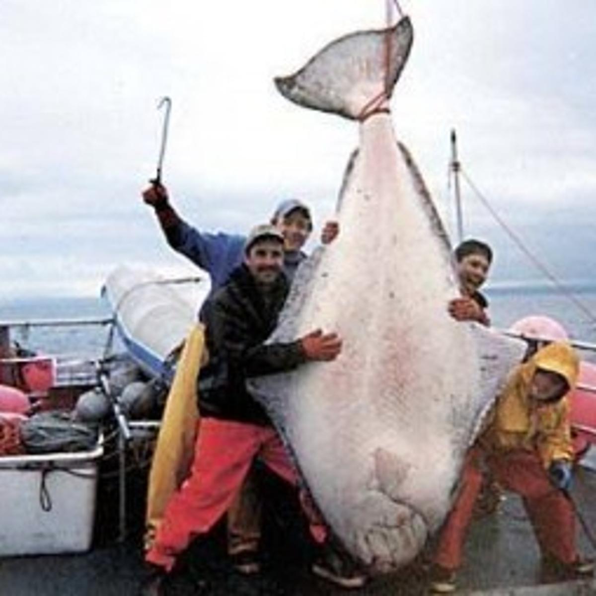 Alaska Fishing Boat Crew Catches Monster Halibut Lifestyles Tdn Com Alaska Fishing Boat Crew Catches Monster Halibut Lifestyles Tdn Com