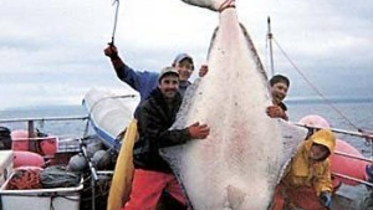 Alaska Fishing Boat Crew Catches Monster Halibut Lifestyles Tdn Com Alaska Fishing Boat Crew Catches Monster Halibut Lifestyles Tdn Com