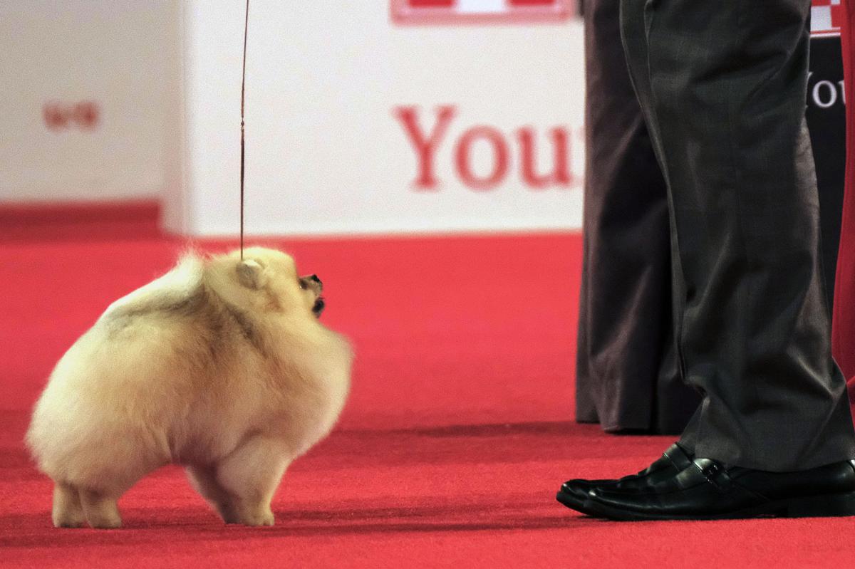 Photos Behind The Scenes At The Beverly Hills Dog Show Pets Tdn Com