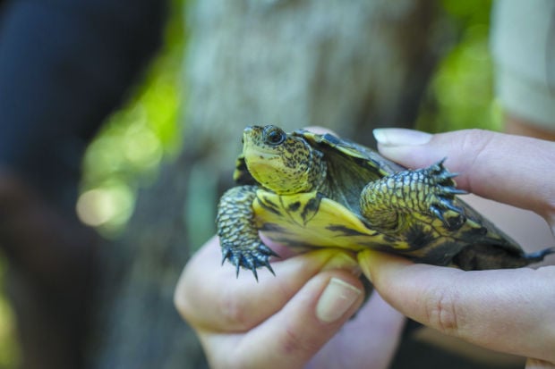 Western Pond Turtles Return To The Wild