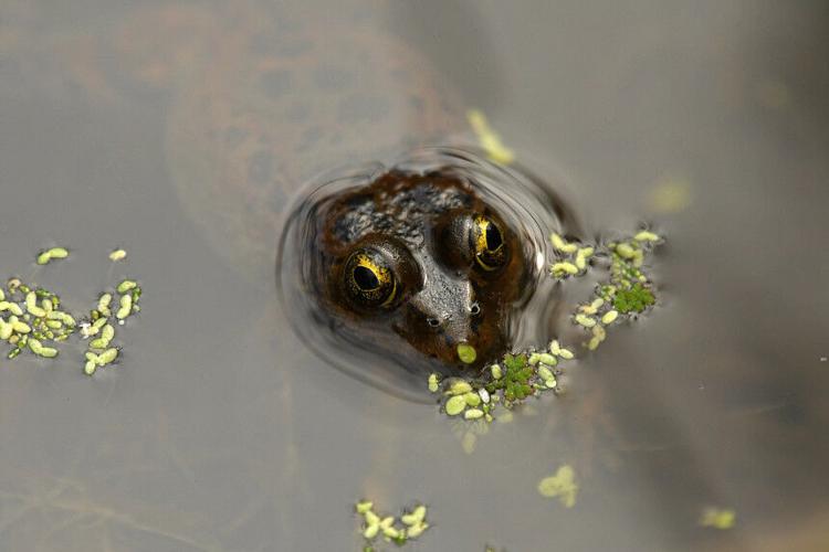 WDFW celebrates completion of updated plan to guide proactive conservation actions, species recovery