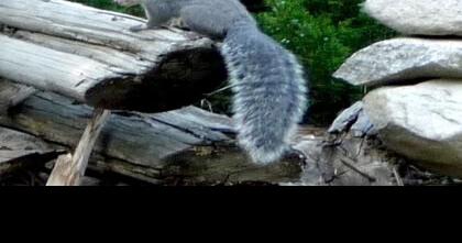 Western gray squirrel officially endangered - Vimarsana News