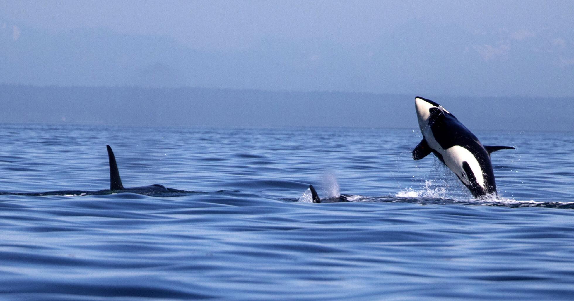 Extinction risk to southern resident orcas accelerating as researchers raise alarm - Vimarsana News