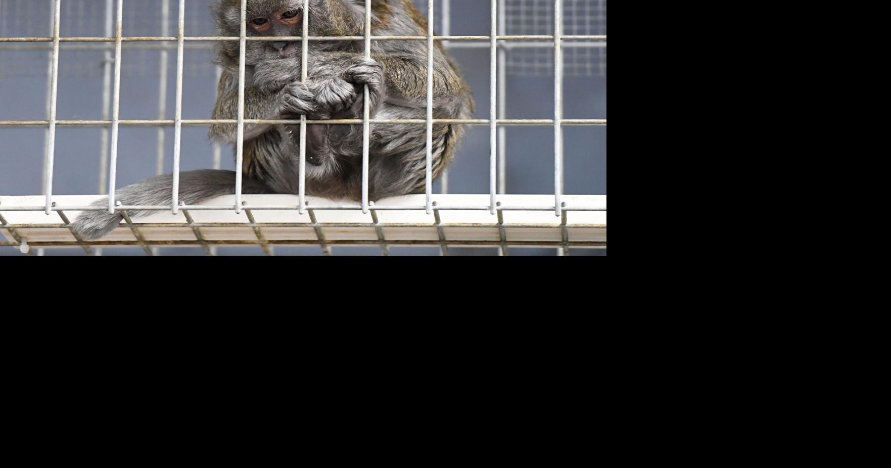 Thumbs up to primate sanctuary, thumbs down to violence in health care