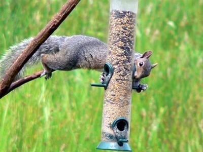 Diggin In Keeping Squirrels Out Of The Bird Feeder Lifestyles