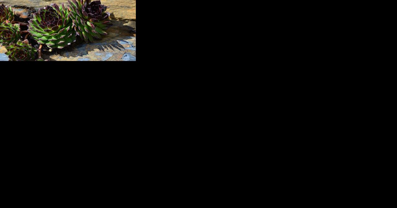 Longview library to host free gardening workshop - Vimarsana News