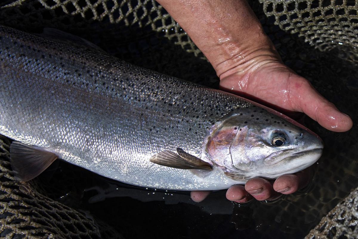 Salmon group blames climate change for fishing closures on parts
