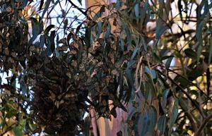 California county sees highest number of monarch butterflies in more than 20 years