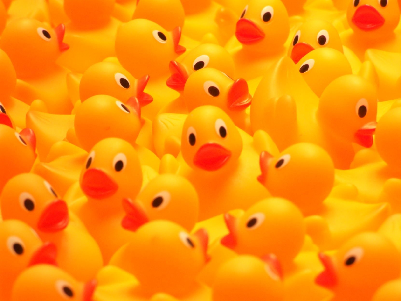 500 rubber ducks