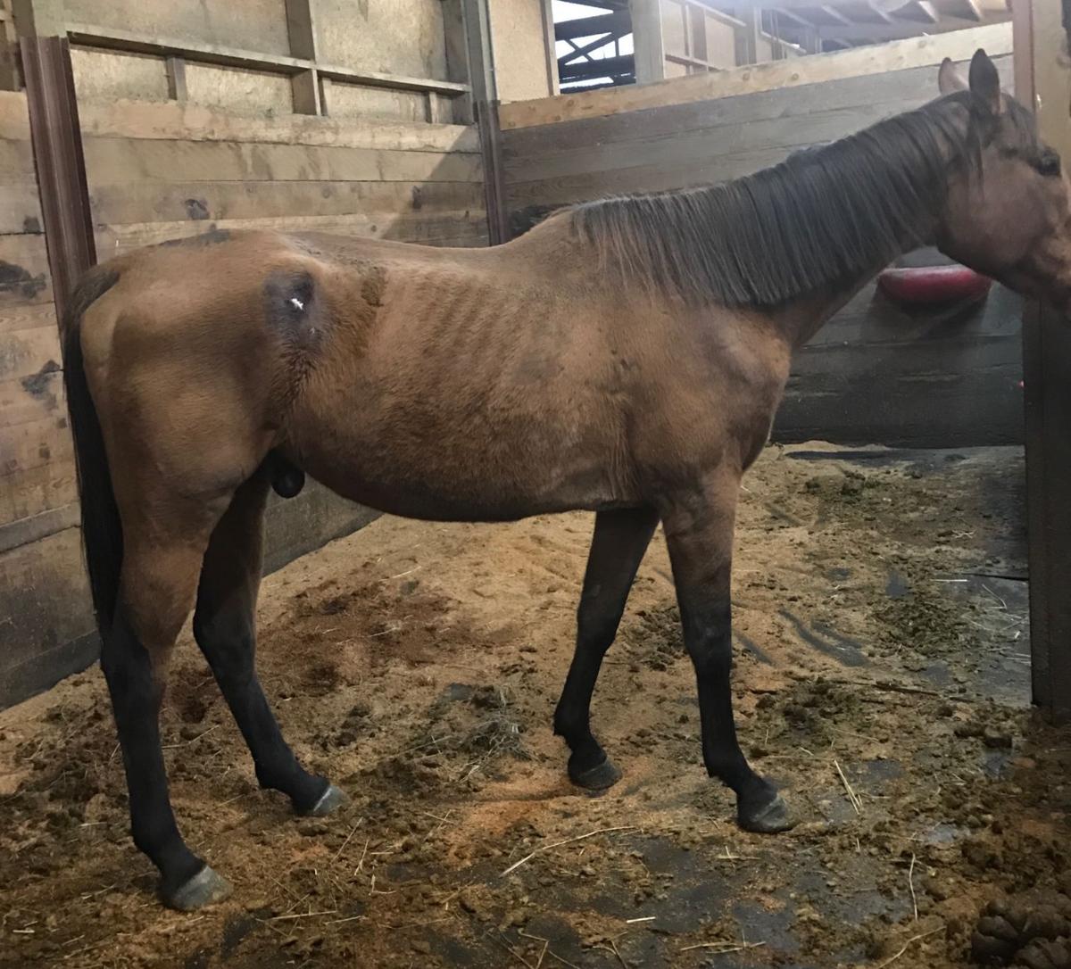 Woman wanted for suspected horse abuse