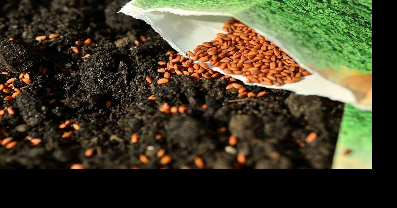 Check out seeds from the Longview Public Library