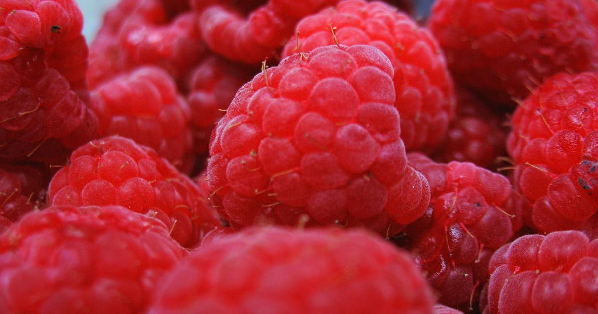 World Record Raspberry Record year for Washington raspberry harvest