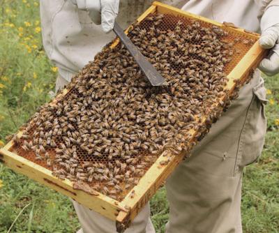 Reduced bee population could hurt U.S. food supplies, local officials say