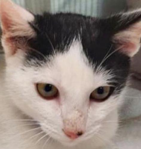 Three cats need loving homes