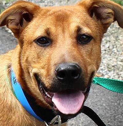 Golden shepherd mix needs home
