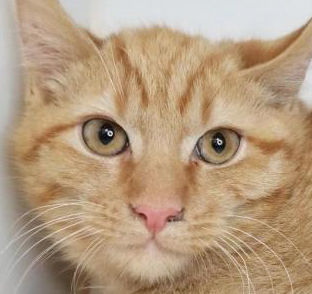 Four cats in need of homes