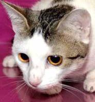Friendly tabby up for adoption