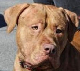 Pit bull mix needs home