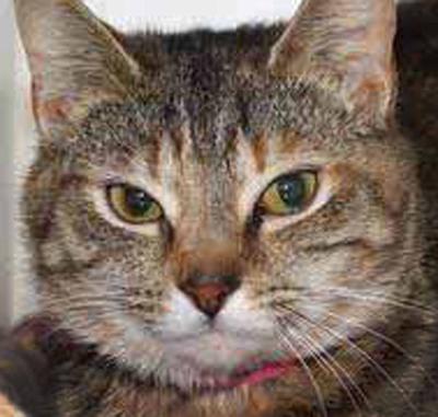 Tabby in need of new home