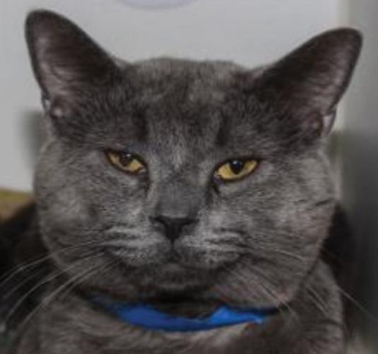 Three cats need new home