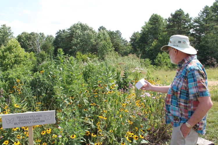 Tellico Village Garden club hosts honorary butterfly release