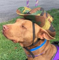 Bruno a quick learner