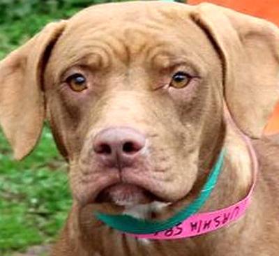 Returned dog needs new home