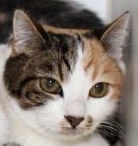 Delilah, Allie need home