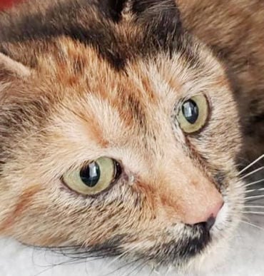 Four loving cats need home