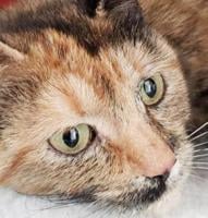Four loving cats need home