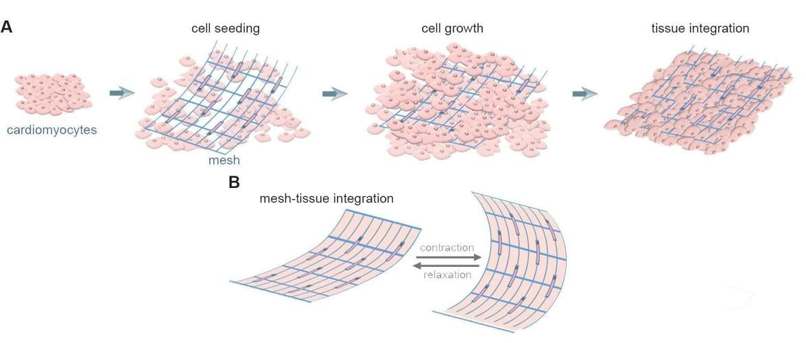 Terminator-style cyborgs closer after electronics integrated with human cells