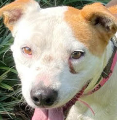 Trio ready for loving homes