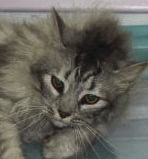 Three cats seeking new homes