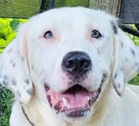Trio ready for loving homes