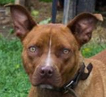 Baby Girl needs home
