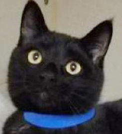 Four cats in need of homes
