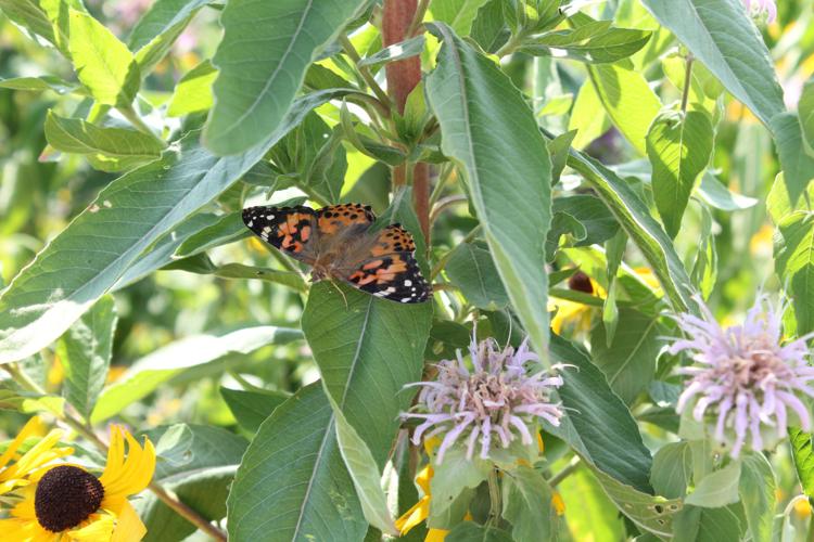 Tellico Village Garden club hosts honorary butterfly release