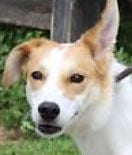 Border collie-terrier mix needs home