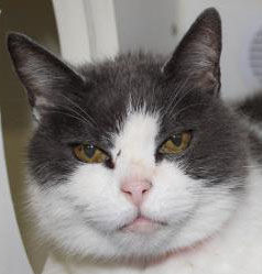 Three cats seeking new homes