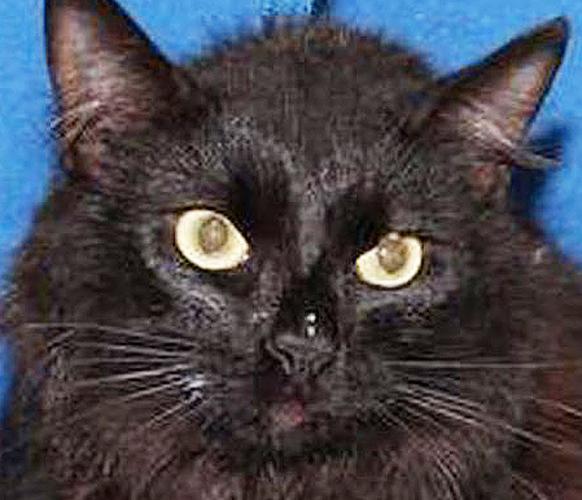 Shelter cats better together