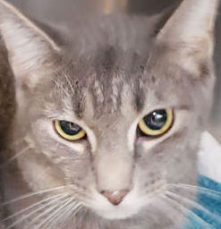 Cats seeking forever homes