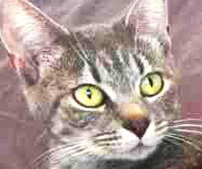 Cats hoping to find new home