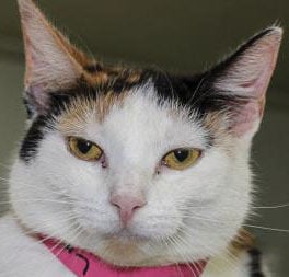 Three cats need new owners